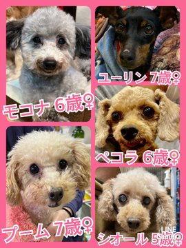 🐾今日の里親様募集中ワンコ🐶メンバーです🐾2023,3,4【保護犬カフェ天神橋店】